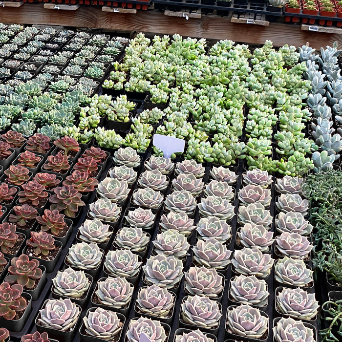 2" Nursery Pots Sets (Only Pots)