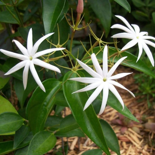 pointy white flowers of angel wing jasmine