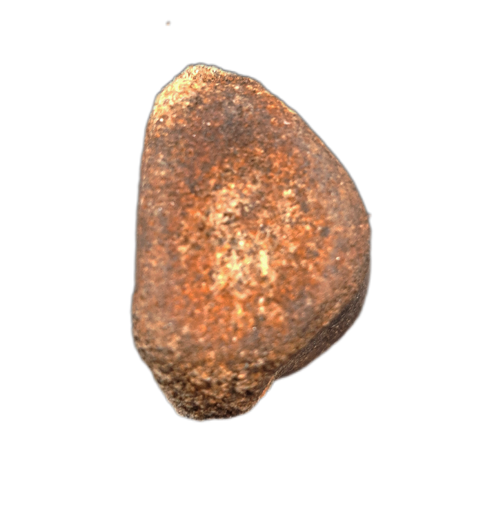 Champsosaurus Vertebrae, Judith River