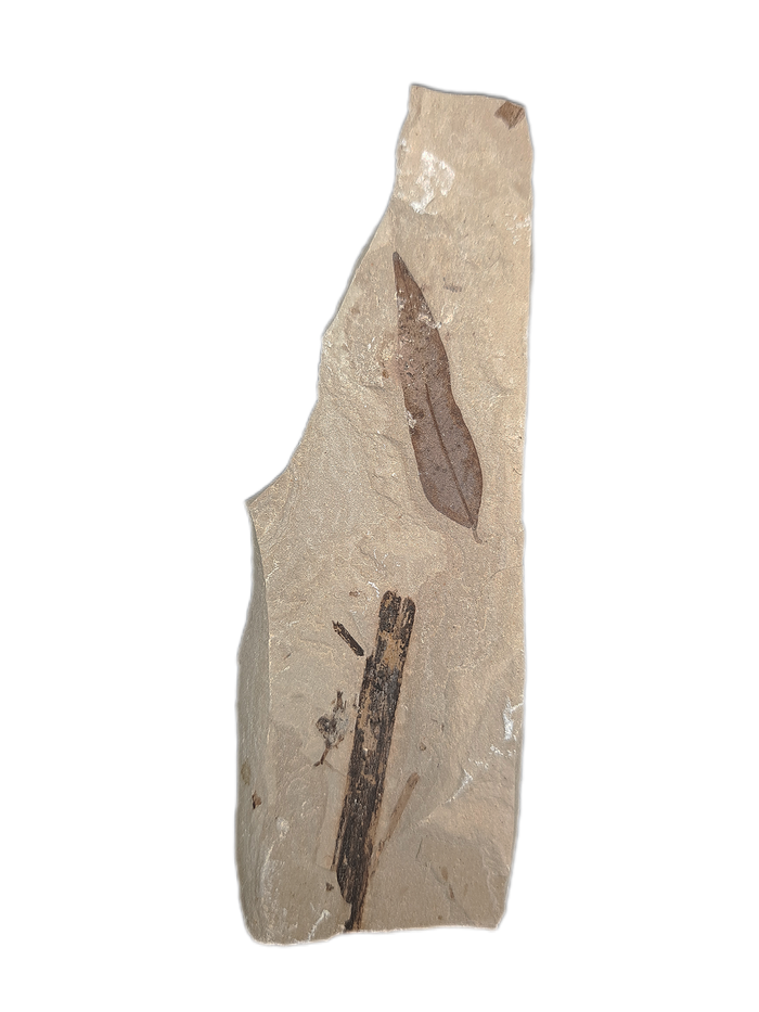 Green River Formation Leaf, Bonanza Utah