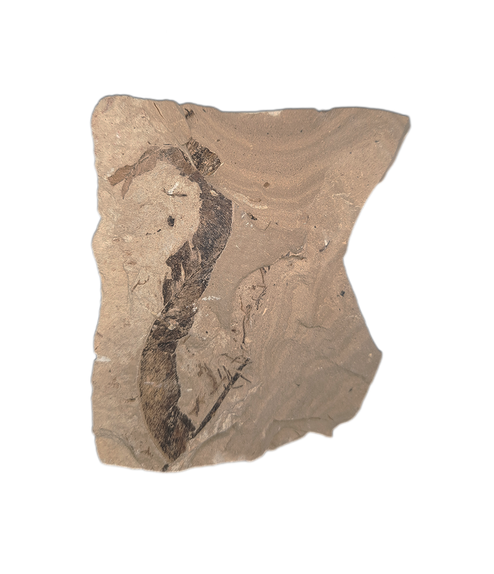 Green River Formation Leaf, Bonanza Utah
