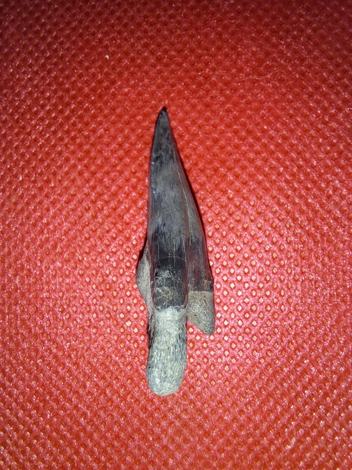 Hemipristis (shark) Tooth