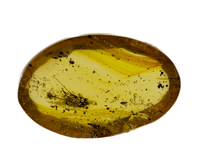 Insect in Amber from the Dominican Republic, 25 Million Years Old