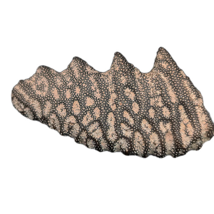 Lungfish Tooth Plate, Elrhaz Formation