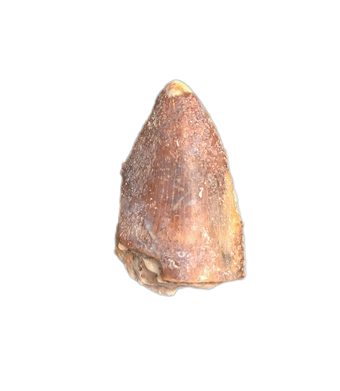 Majungasaurus Tooth