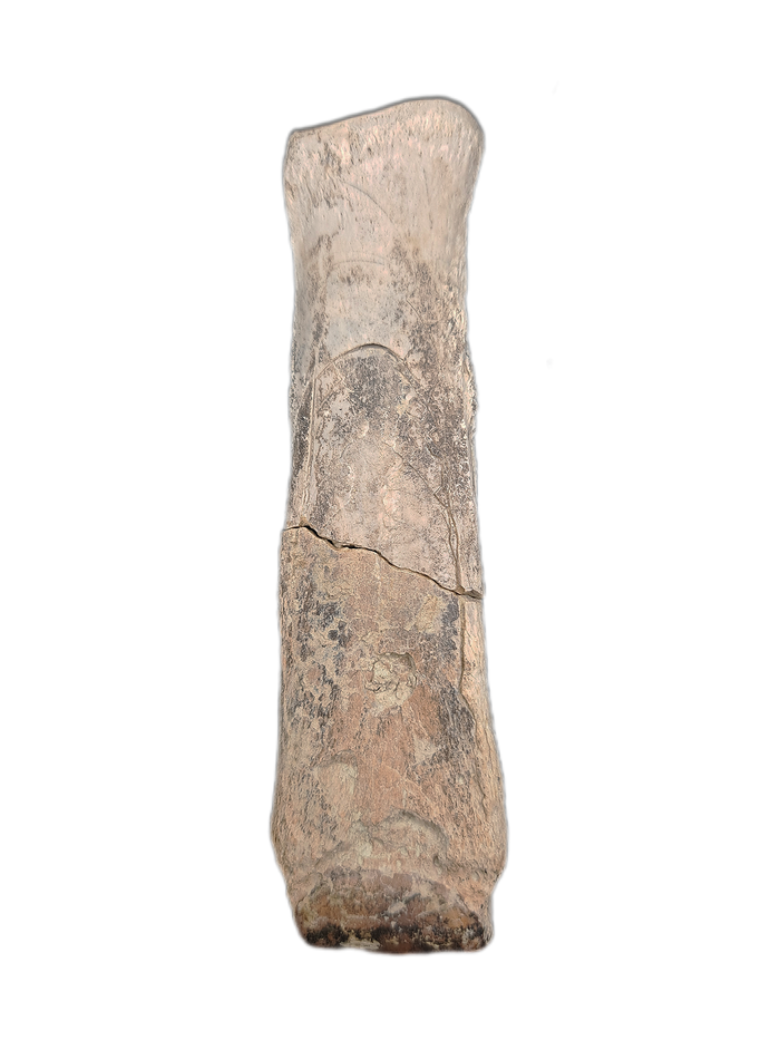 Mesohippus Metacarpal, White River