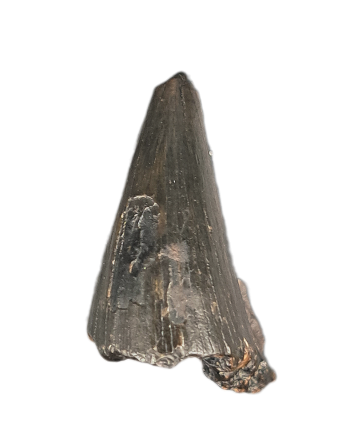 Mosasaur Tooth, Late Cretaceous of North Carolina