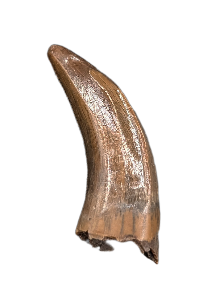 Nanotyrannus Tooth