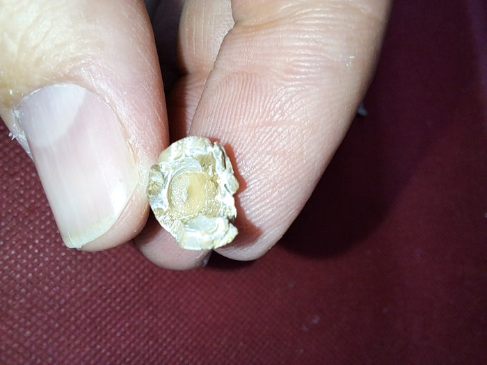 Short Necked Plesiosaur Tooth (Dolichorhynchops?), Kansas Chalk, Cretaceous