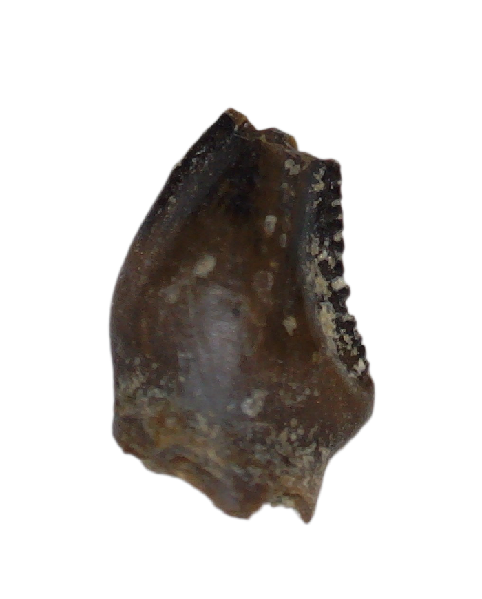 Stegoceras (Pachycephalosaur) Serrated Pre Max Tooth, Judith River Formation