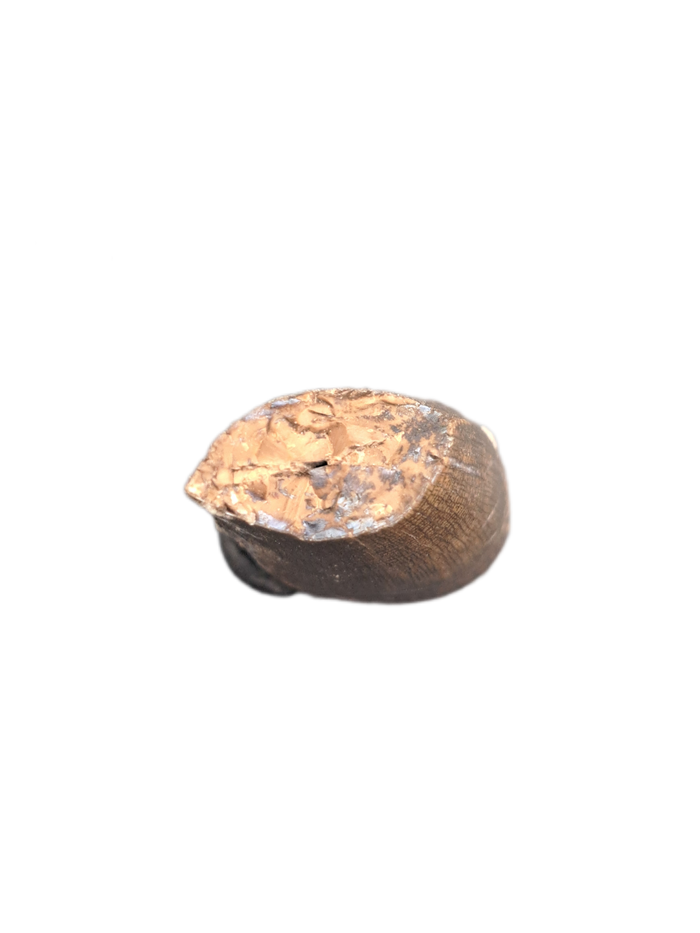 Tyrannosaur Tooth, Judith River Formation