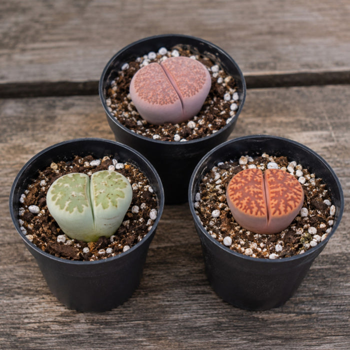 3 Assorted Lithops in 2" Pot Set
