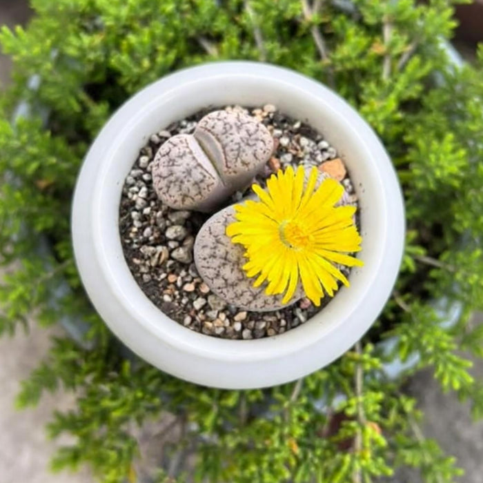 3 Assorted Lithops in 2" Pot Set