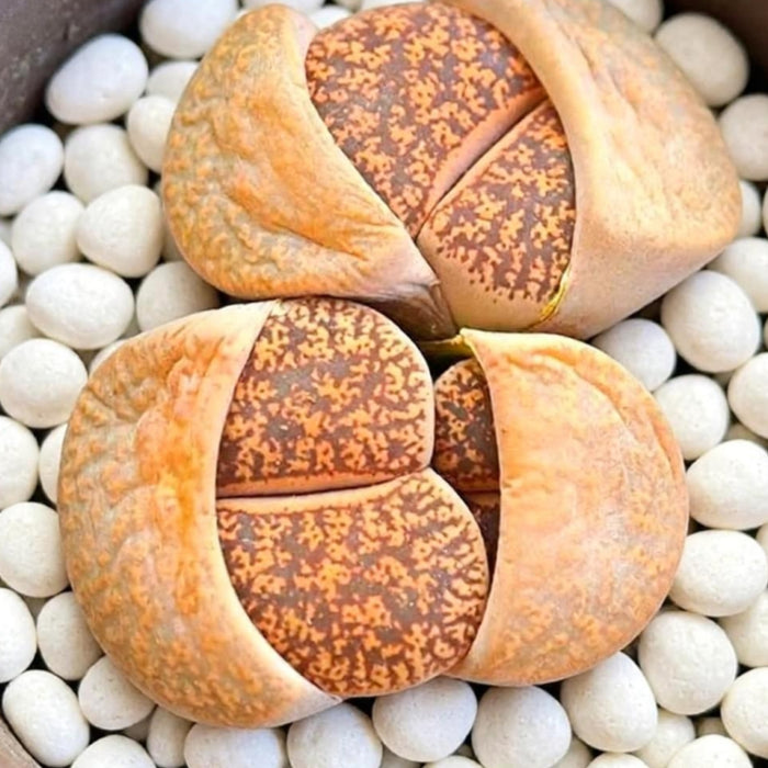 3 Assorted Lithops in 2" Pot Set