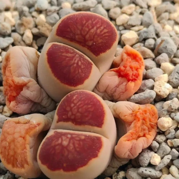 3 Assorted Lithops in 2" Pot Set
