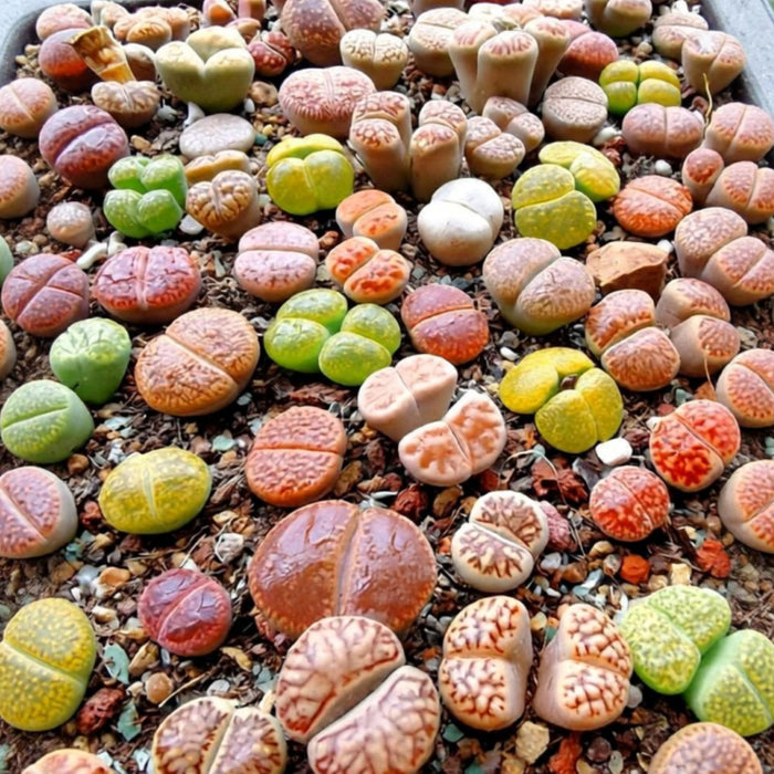 3 Assorted Lithops in 2" Pot Set