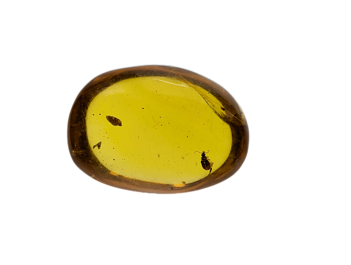 Amber with insect from Burma. Middle Cretaceous, 99 Million Years Old
