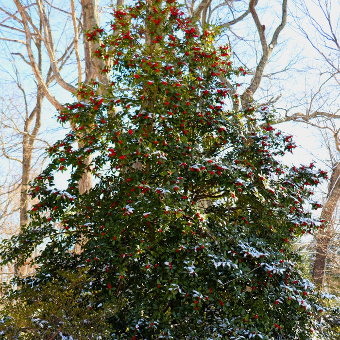 American Holly with glossy evergreen foliage and upright pyramidal form growing in a sunny landscape