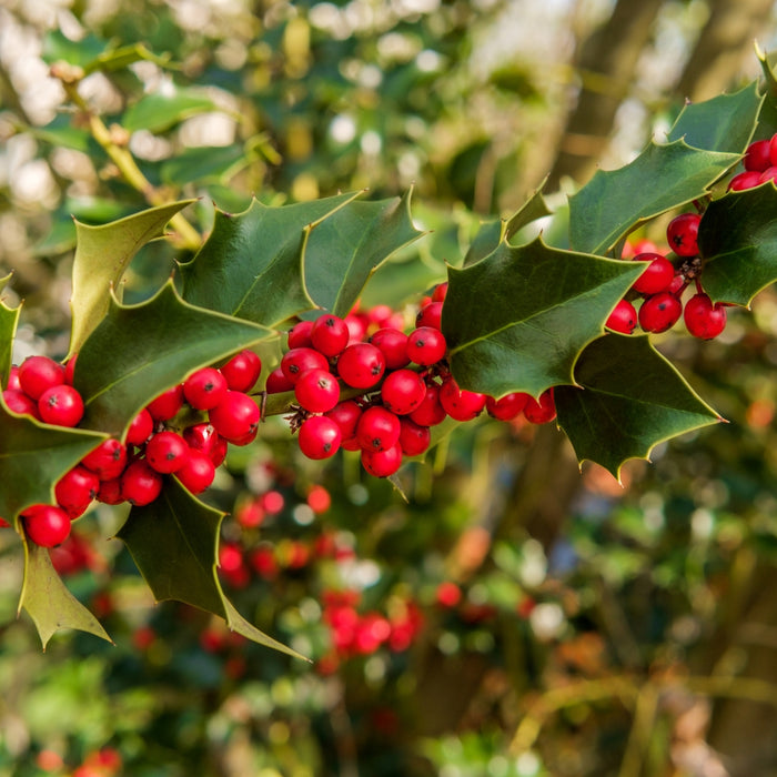 American Holly with bright red berries in winter