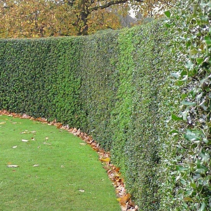 American Holly planted as a dense evergreen privacy screen along a property line