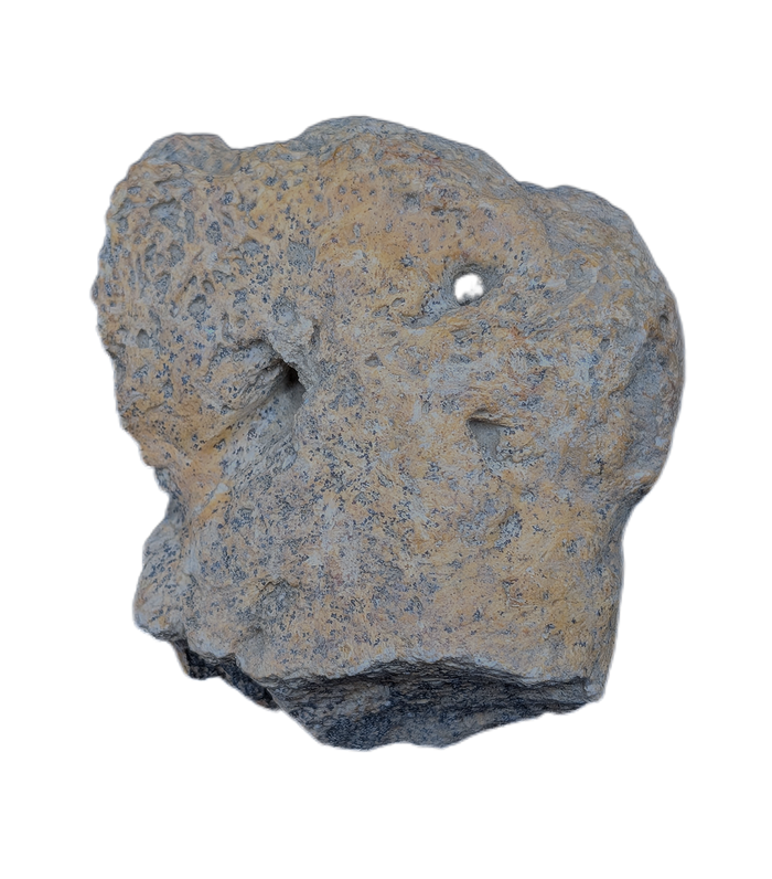 Ankylosaur Armor Scute, Hell Creek Formation