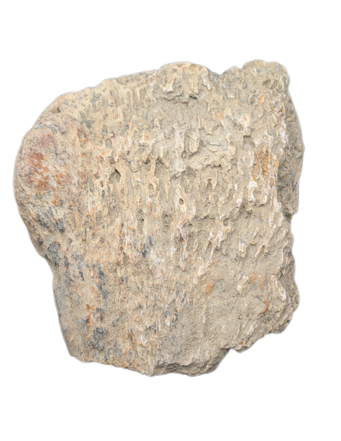 Ankylosaur Armor Scute, Hell Creek Formation