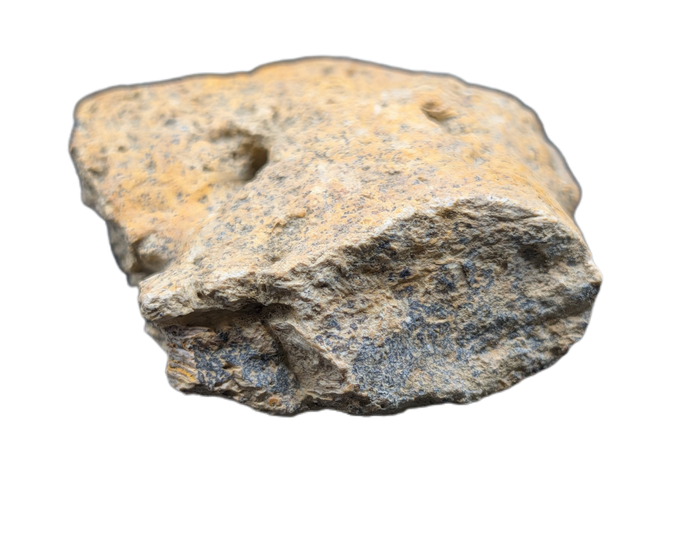 Ankylosaur Armor Scute, Hell Creek Formation