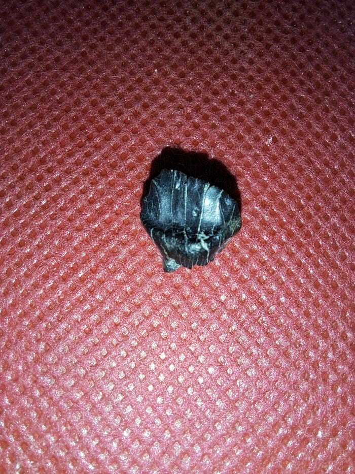 Ankylosaur Tooth. Judith River Formation