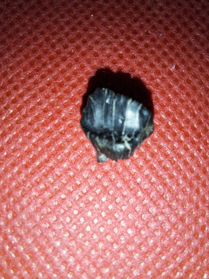 Ankylosaur Tooth. Judith River Formation