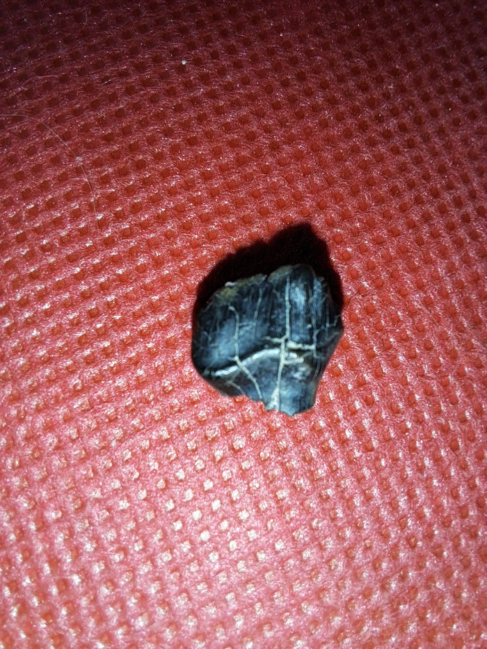 Ankylosaur Tooth. Judith River Formation