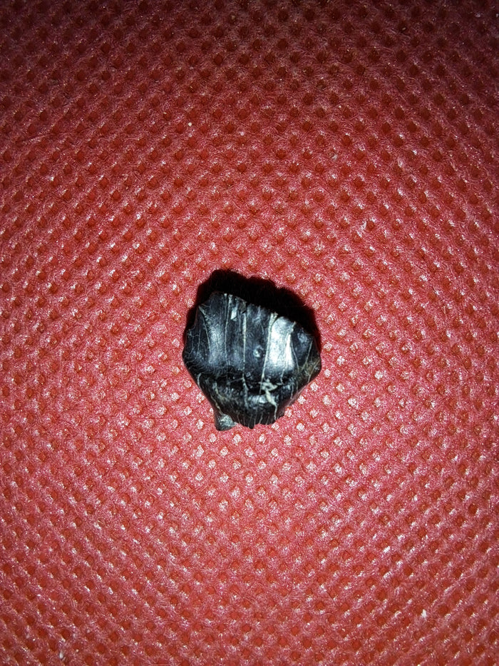 Ankylosaur Tooth. Judith River Formation