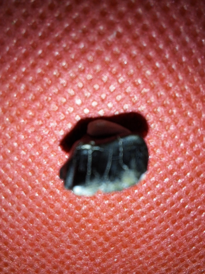 Ankylosaur Tooth. Judith River Formation