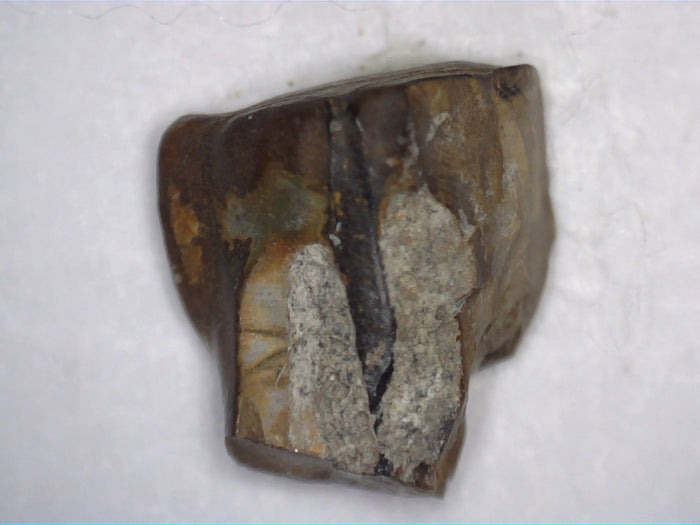 Ceratopsian Tooth, Judith River Formation