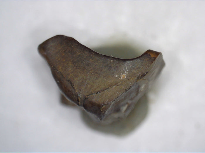 Ceratopsian Tooth, Judith River Formation