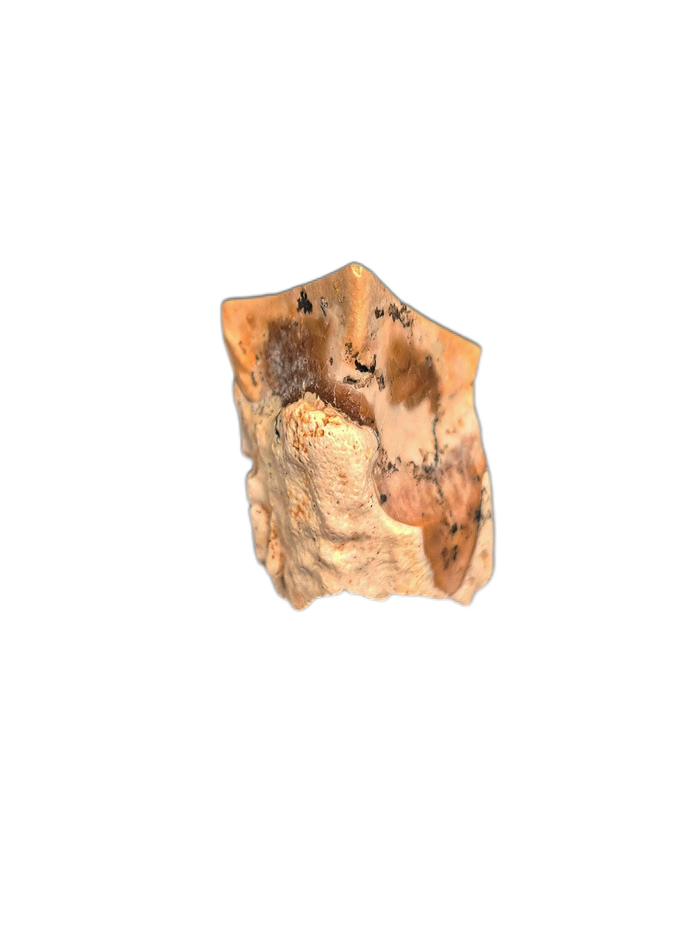 Ceratopsian Tooth, Laramie Formation, Colorado