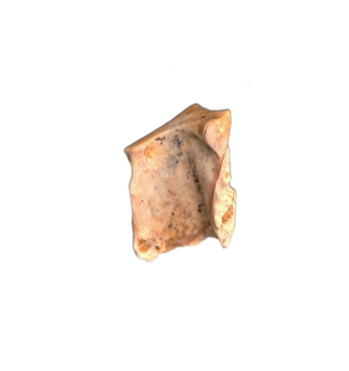 Ceratopsian Tooth, Laramie Formation, Colorado