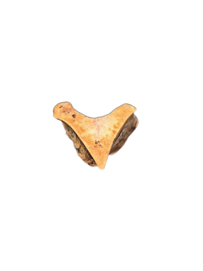 Ceratopsian Tooth, Laramie Formation, Colorado