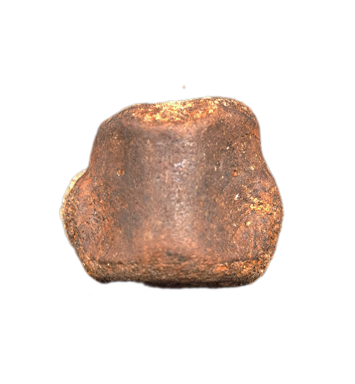 Champsosaurus Vertebrae, Judith River