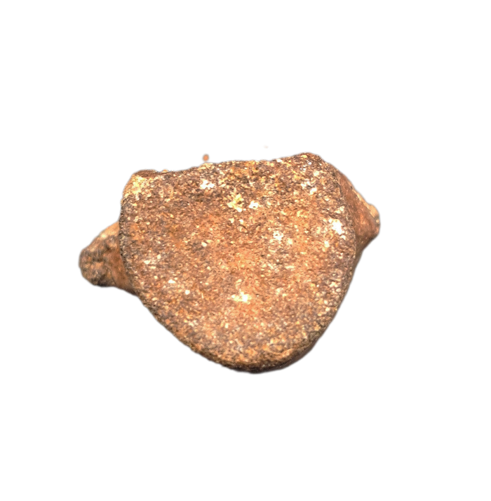 Champsosaurus Vertebrae, Judith River