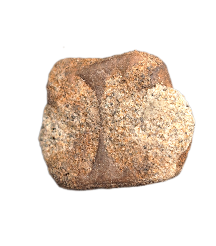 Champsosaurus Vertebrae, Judith River