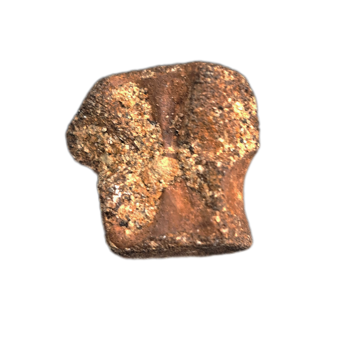 Champsosaurus Vertebrae, Judith River