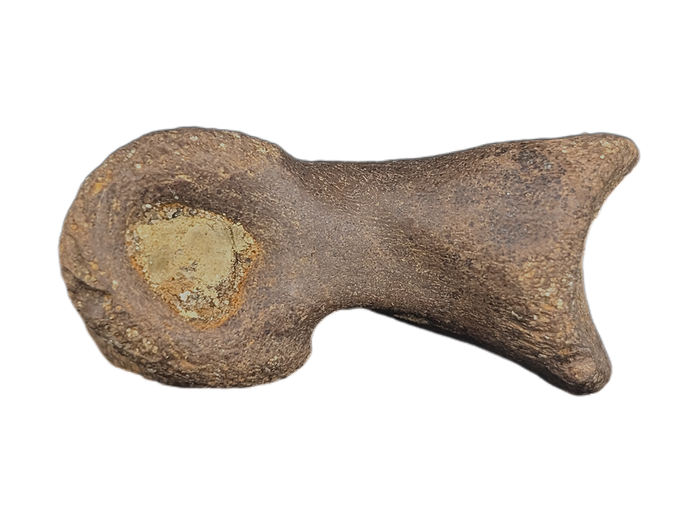 Dakotaraptor/Acheroraptor Toe