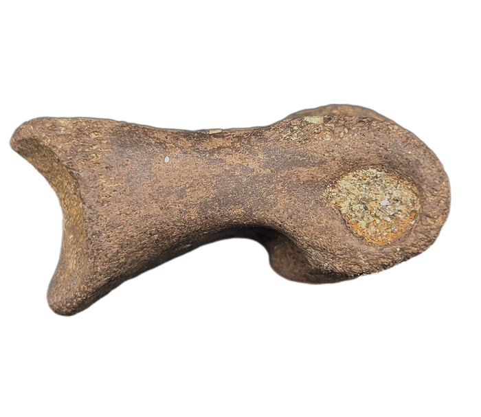 Dakotaraptor/Acheroraptor Toe