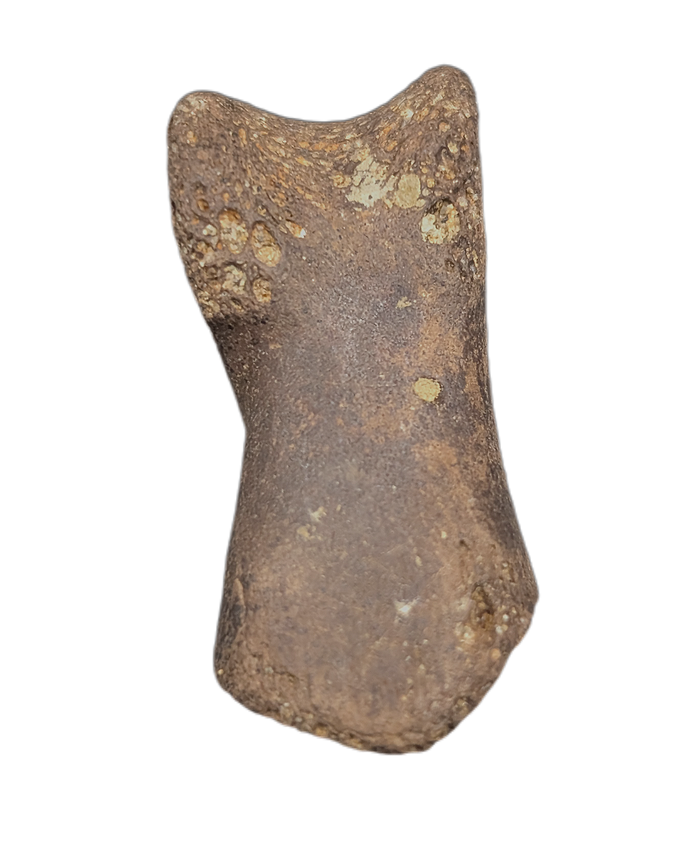 Dakotaraptor/Acheroraptor Toe