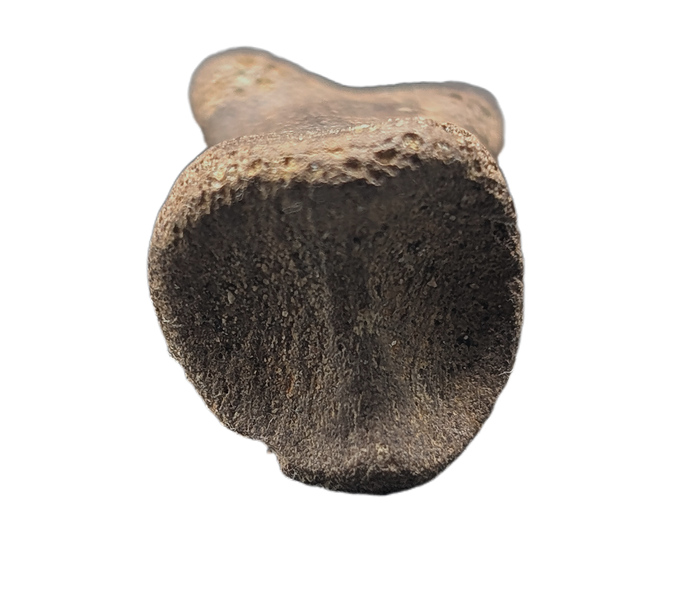 Dakotaraptor/Acheroraptor Toe