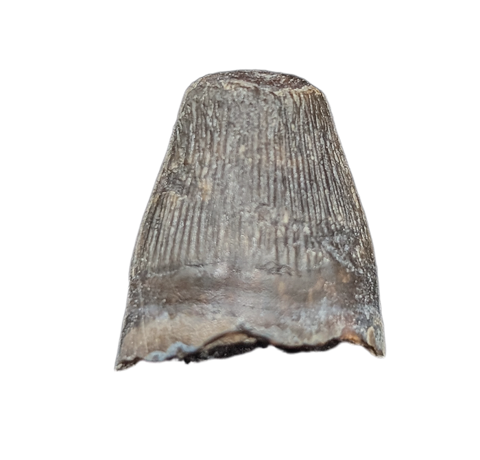 Deinosuchus (Crocodile) Tooth from Texas