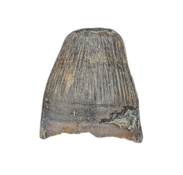 Deinosuchus (Crocodile) Tooth from Texas