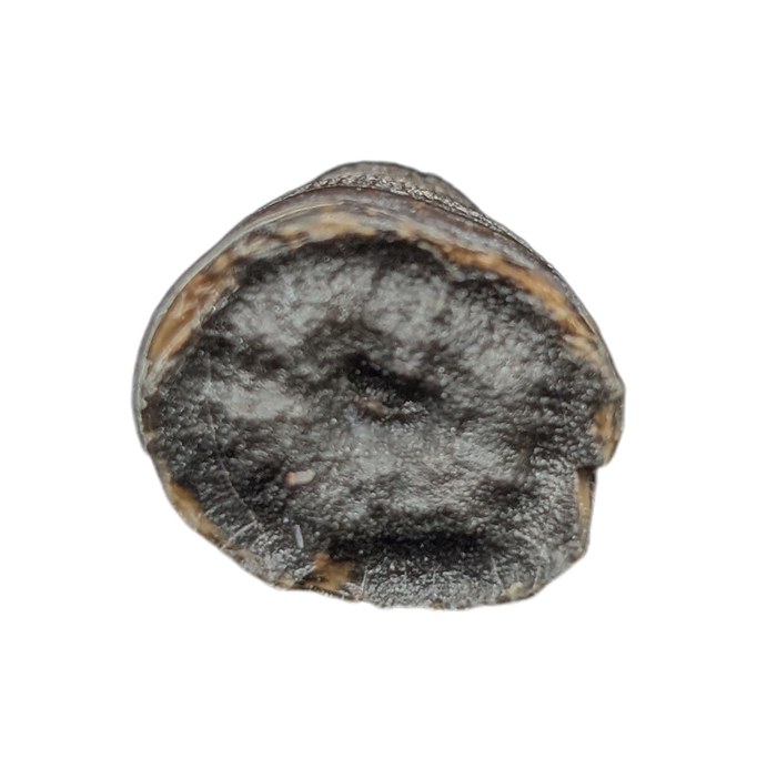 Deinosuchus (Crocodile) Tooth from Texas