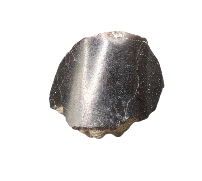 Diplodocus Tooth Tip