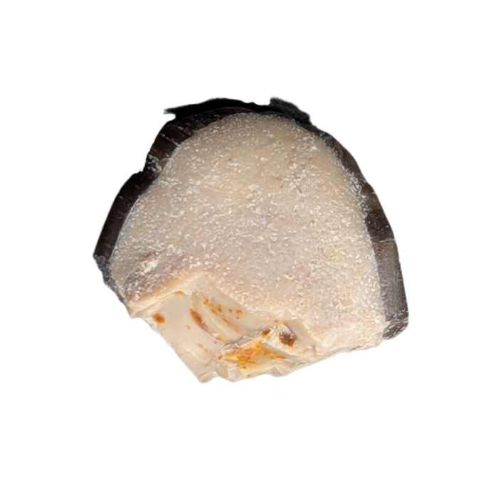 Diplodocus Tooth Tip